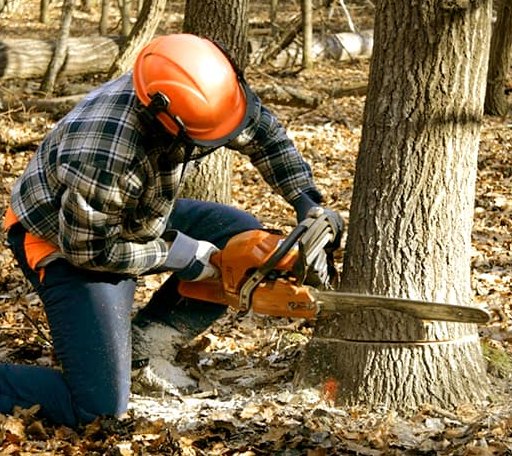 Tree Removal in Bastian, VA